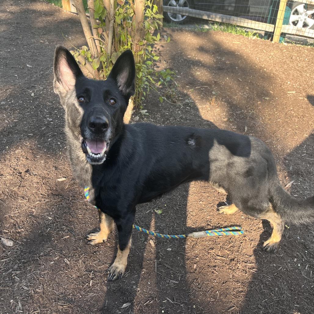 Enlarge Jolene, a Adoptable German Shepherd Dog in Chester Springs, PA image 3/5