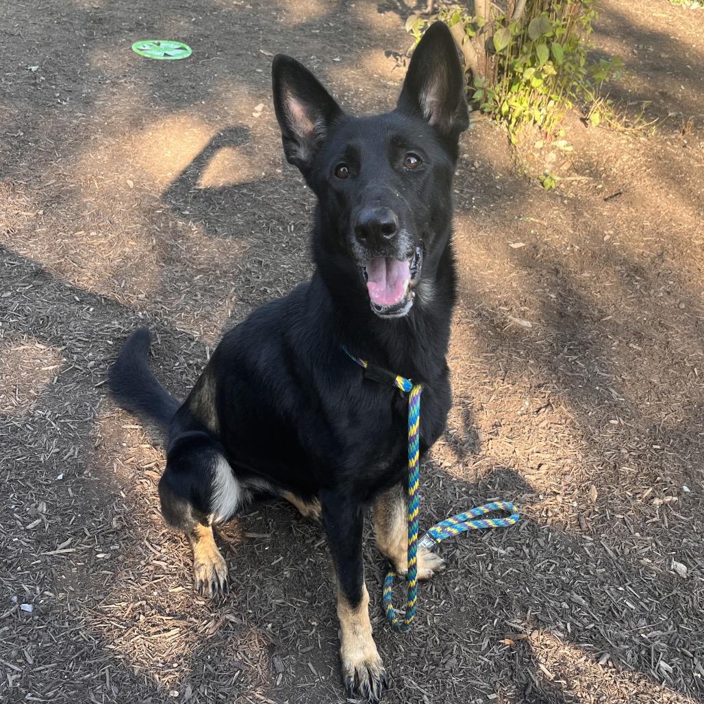 Jolene, Adoptable, Adult Female German Shepherd Dog.