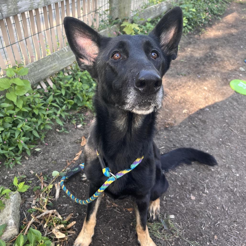 Enlarge Jolene, a Adoptable German Shepherd Dog in Chester Springs, PA image 4/5