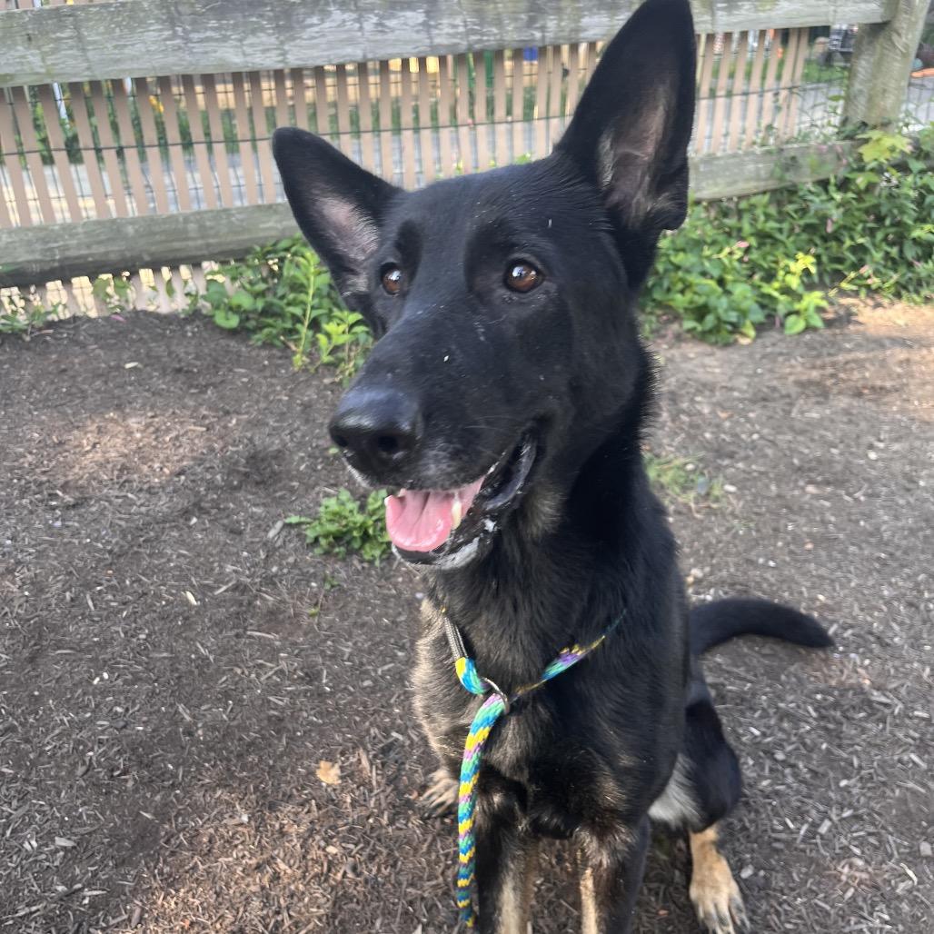 Enlarge Jolene, a Adoptable German Shepherd Dog in Chester Springs, PA image 5/5