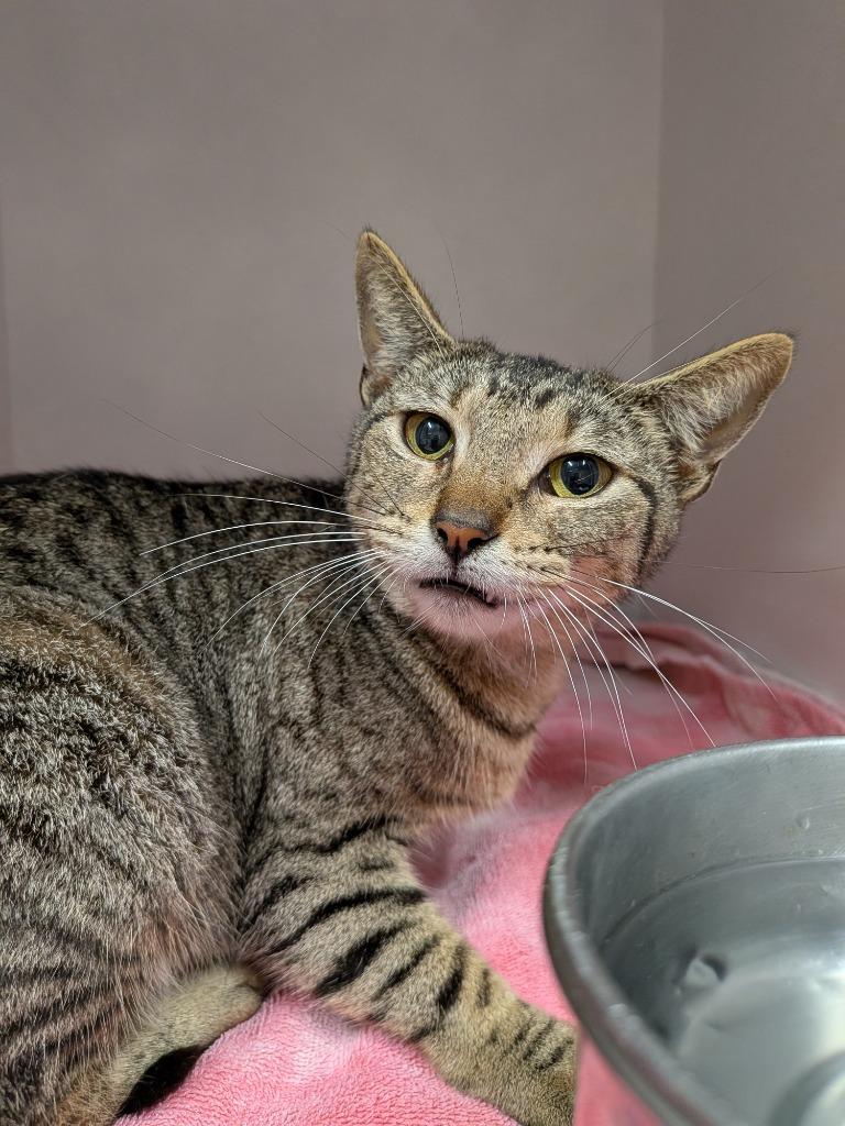 Brandi, Adoptable, Adult Female Domestic Short Hair.