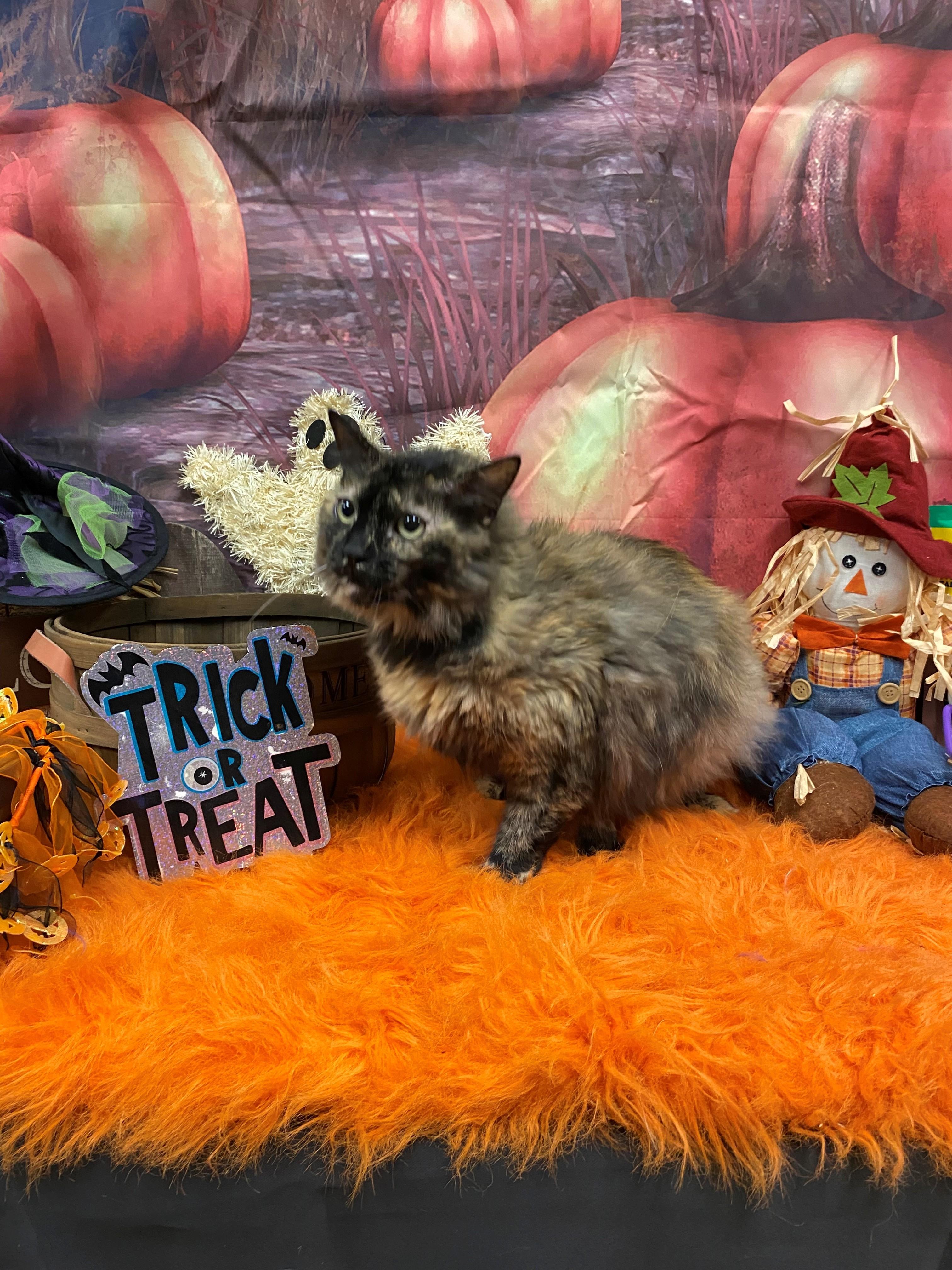 Enlarge CoCo 48026891, a Adoptable Domestic Short Hair in Harvey , LA image 1/1