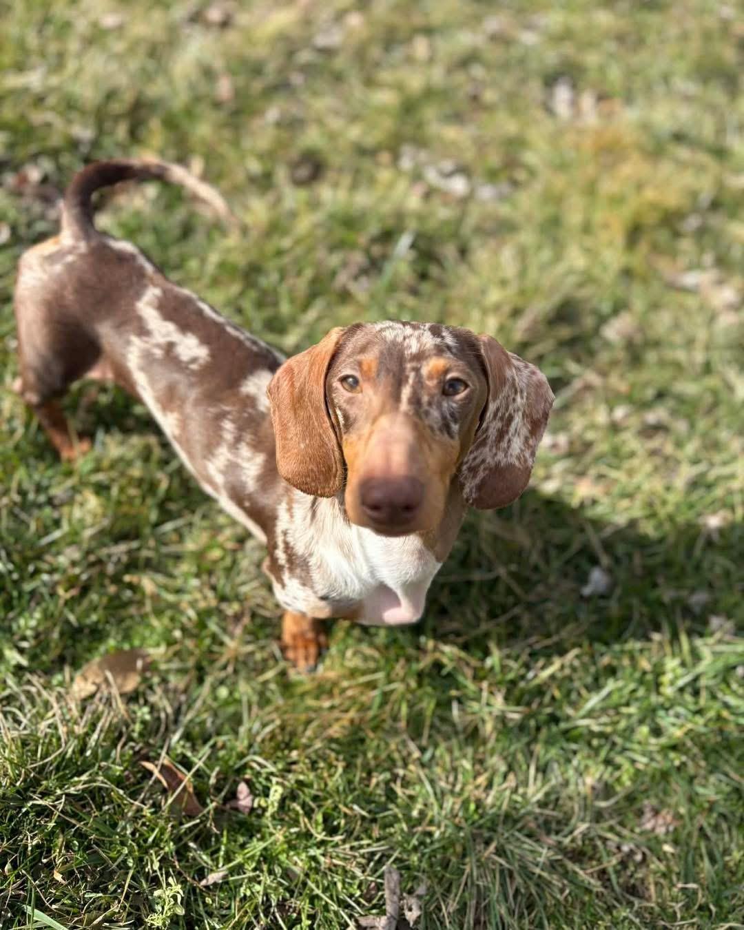 Arthur, Adoptable, Young Male Dachshund.