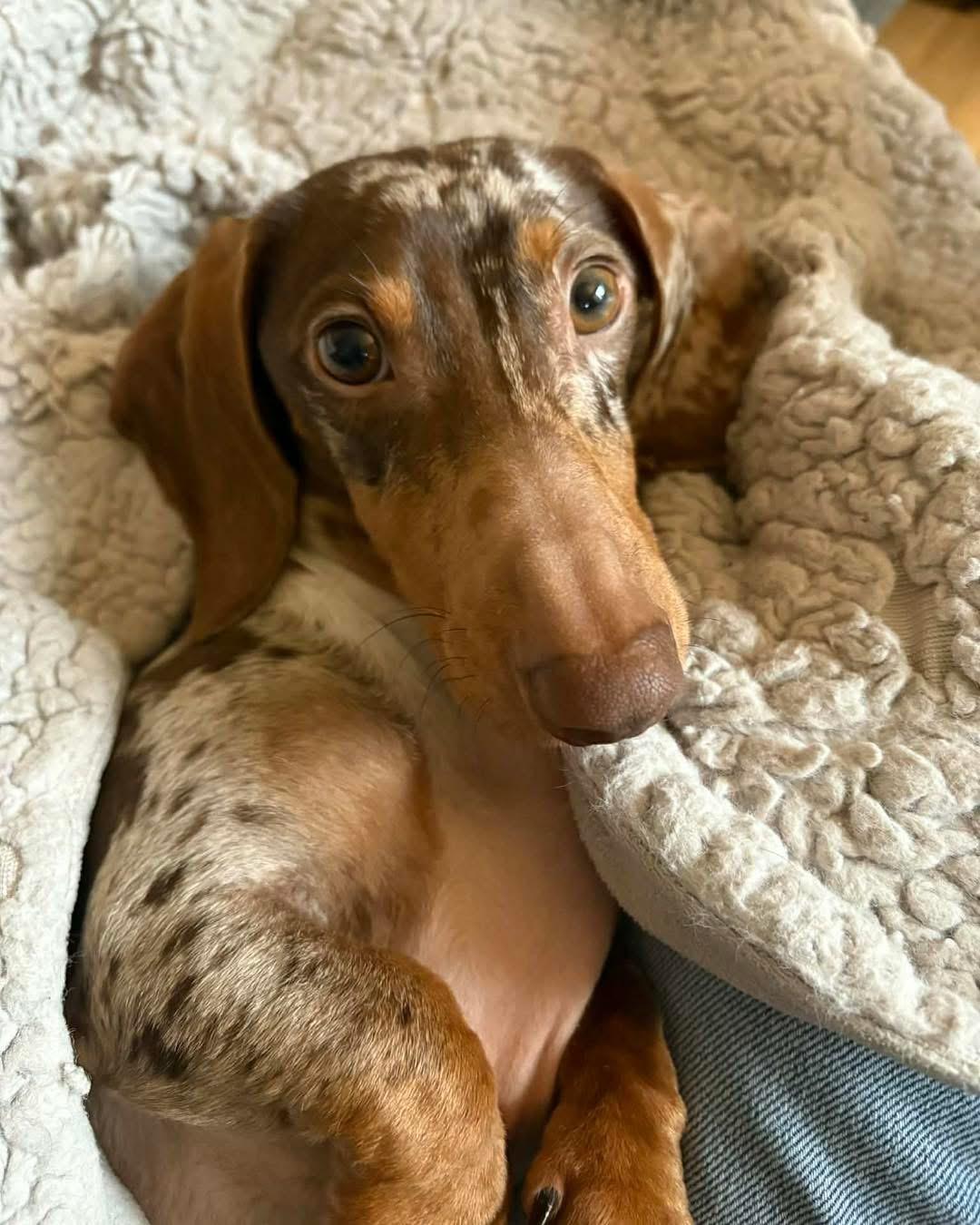 Enlarge Arthur, a Adoptable Dachshund in Richmond, KY image 2/5