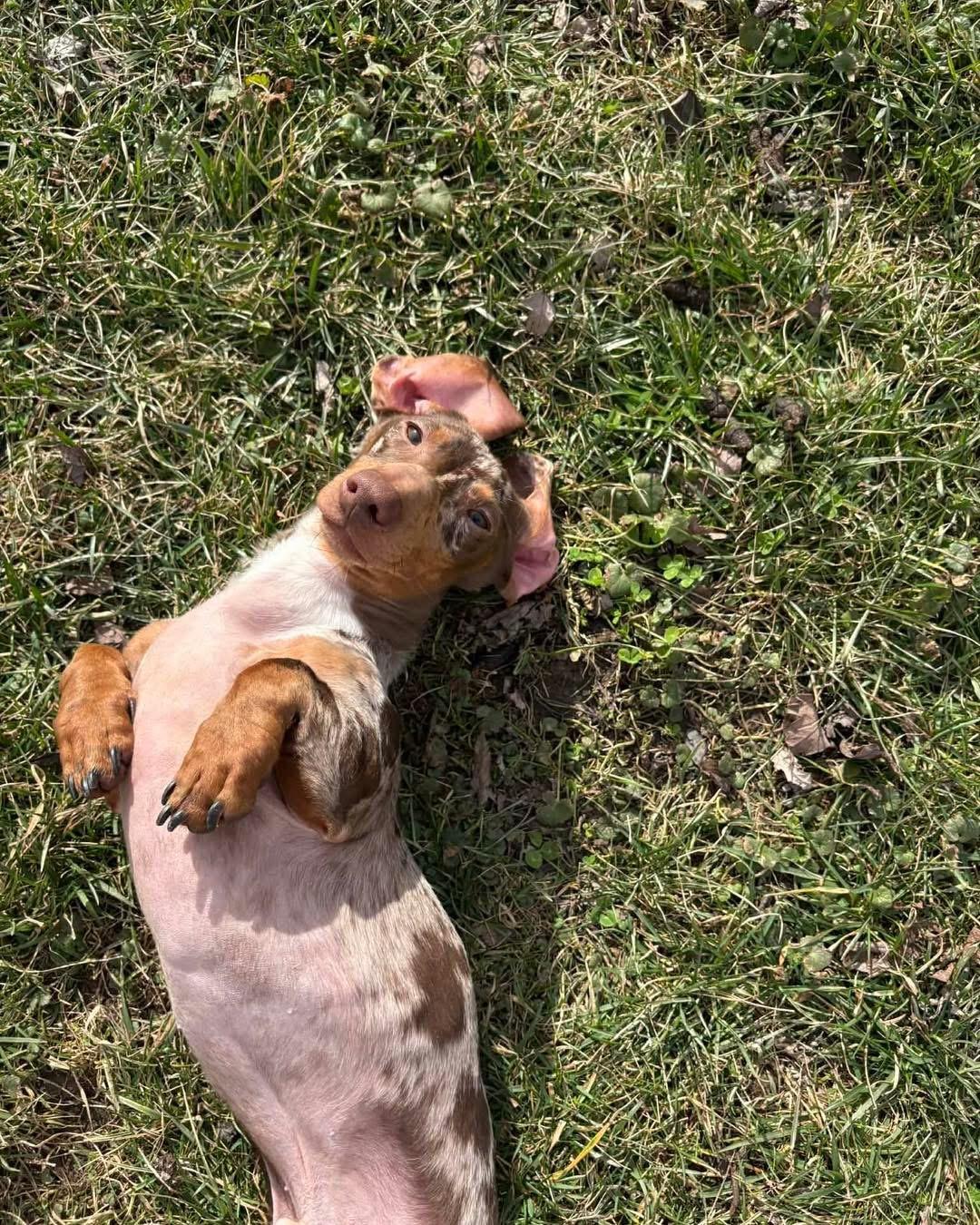 Enlarge Arthur, a Adoptable Dachshund in Richmond, KY image 3/5