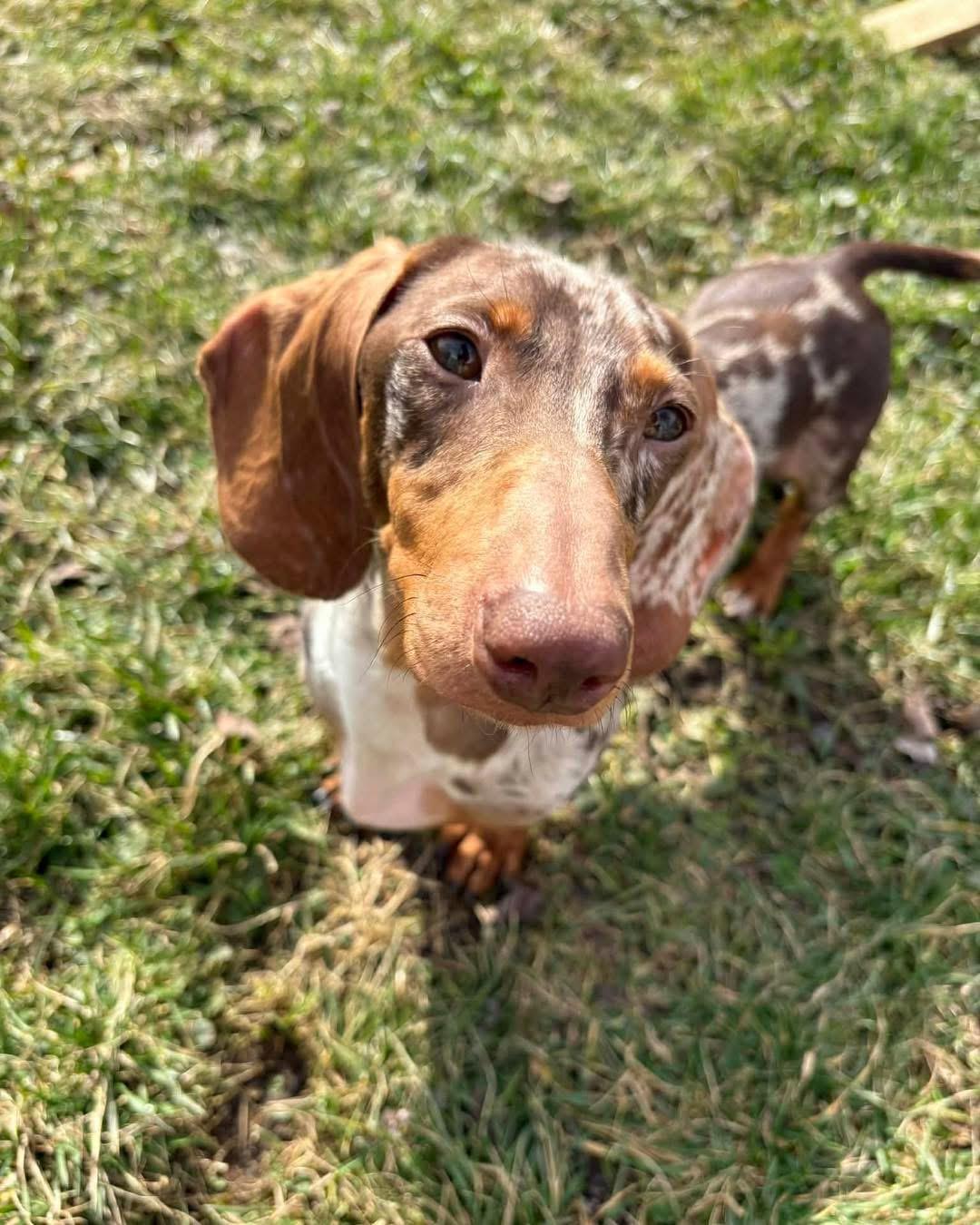 Enlarge Arthur, a Adoptable Dachshund in Richmond, KY image 5/5