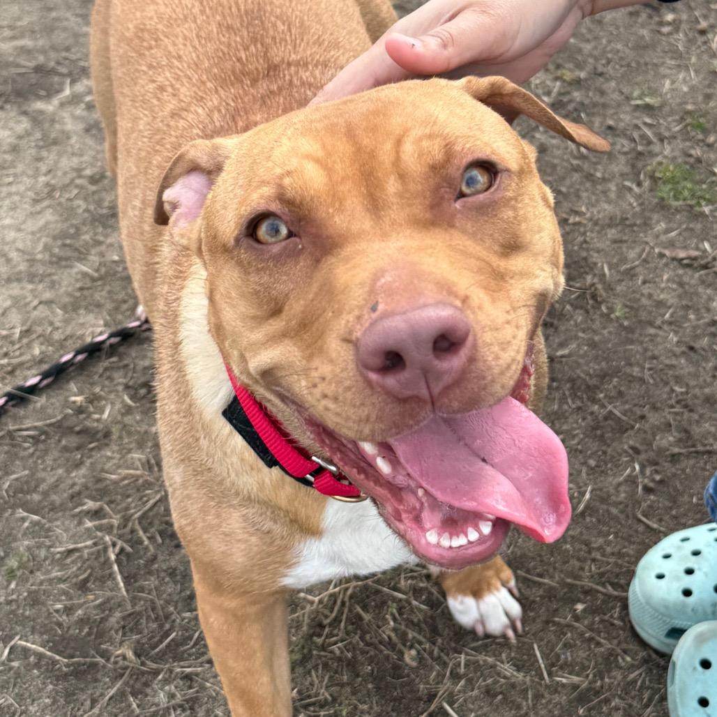 Shandi, Adoptable, Young Female Mixed Breed.