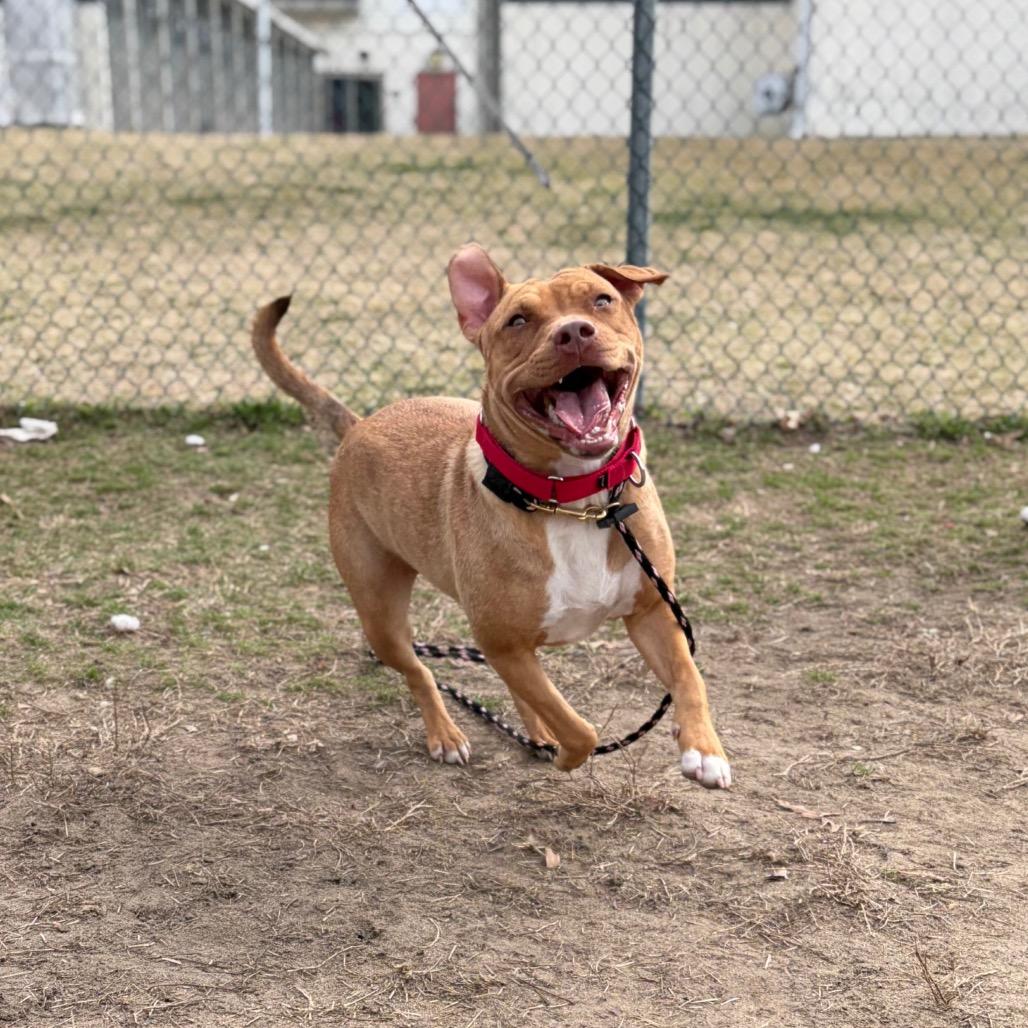 Shandi, Adoptable, Young Female Mixed Breed.