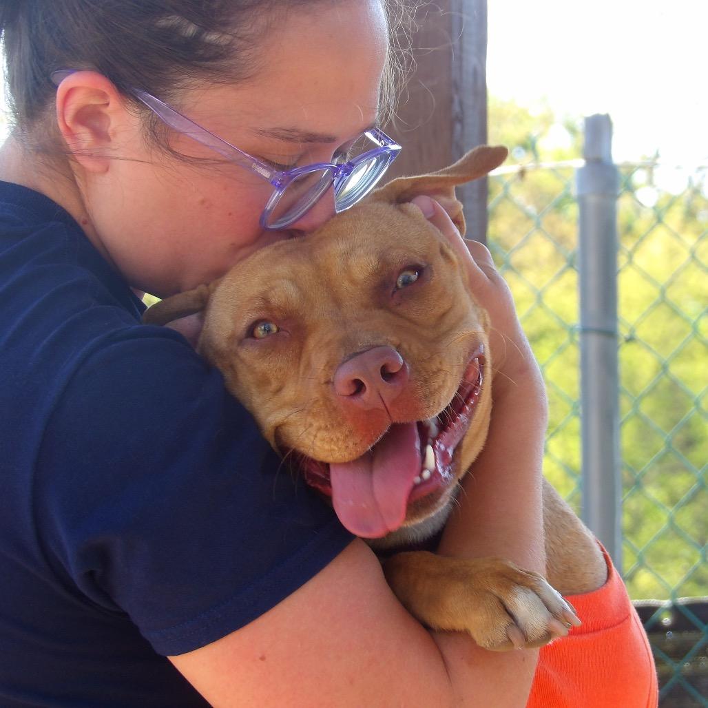 Shandi, a Adoptable Mixed Breed in Vineland, NJ image 2/4