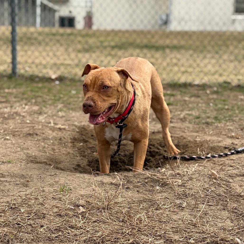 Enlarge Shandi, a Adoptable Mixed Breed in Vineland, NJ image 3/4