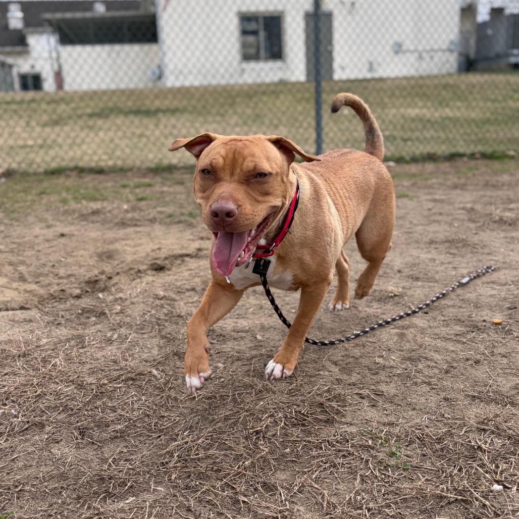 Enlarge Shandi, a Adoptable Mixed Breed in Vineland, NJ image 4/4