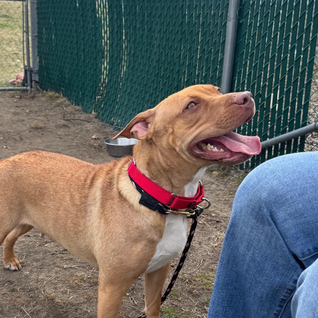 Shandi, a Adoptable Mixed Breed in Vineland, NJ image 4/4