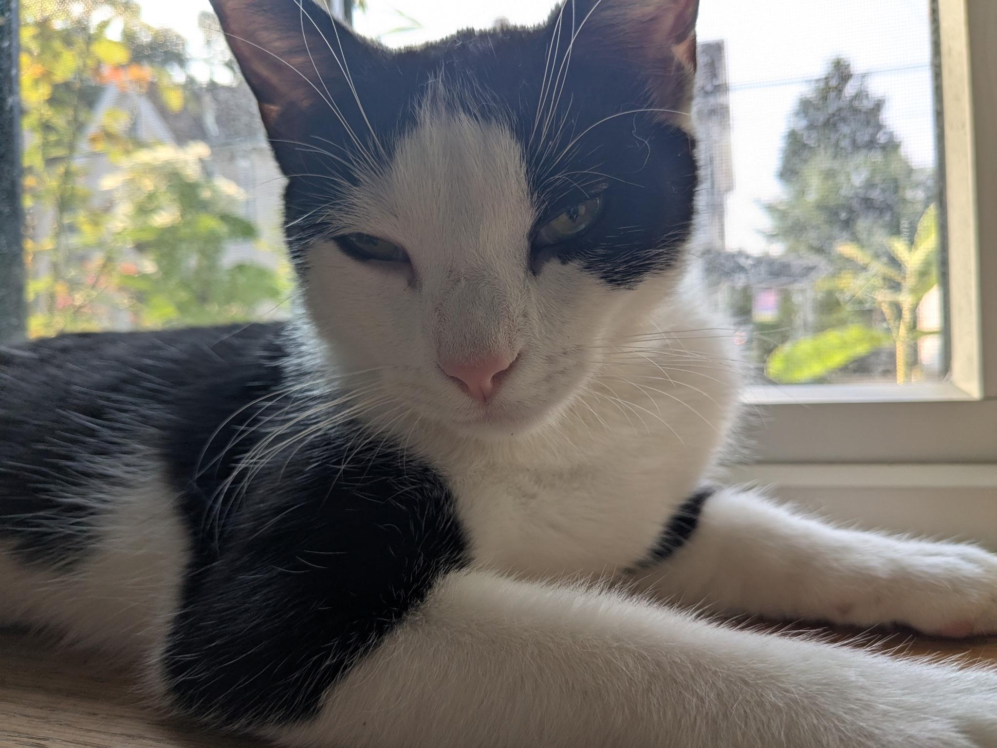 Enlarge Hattie, a Adoptable mixed breed in Philadelphia, PA image 2/6