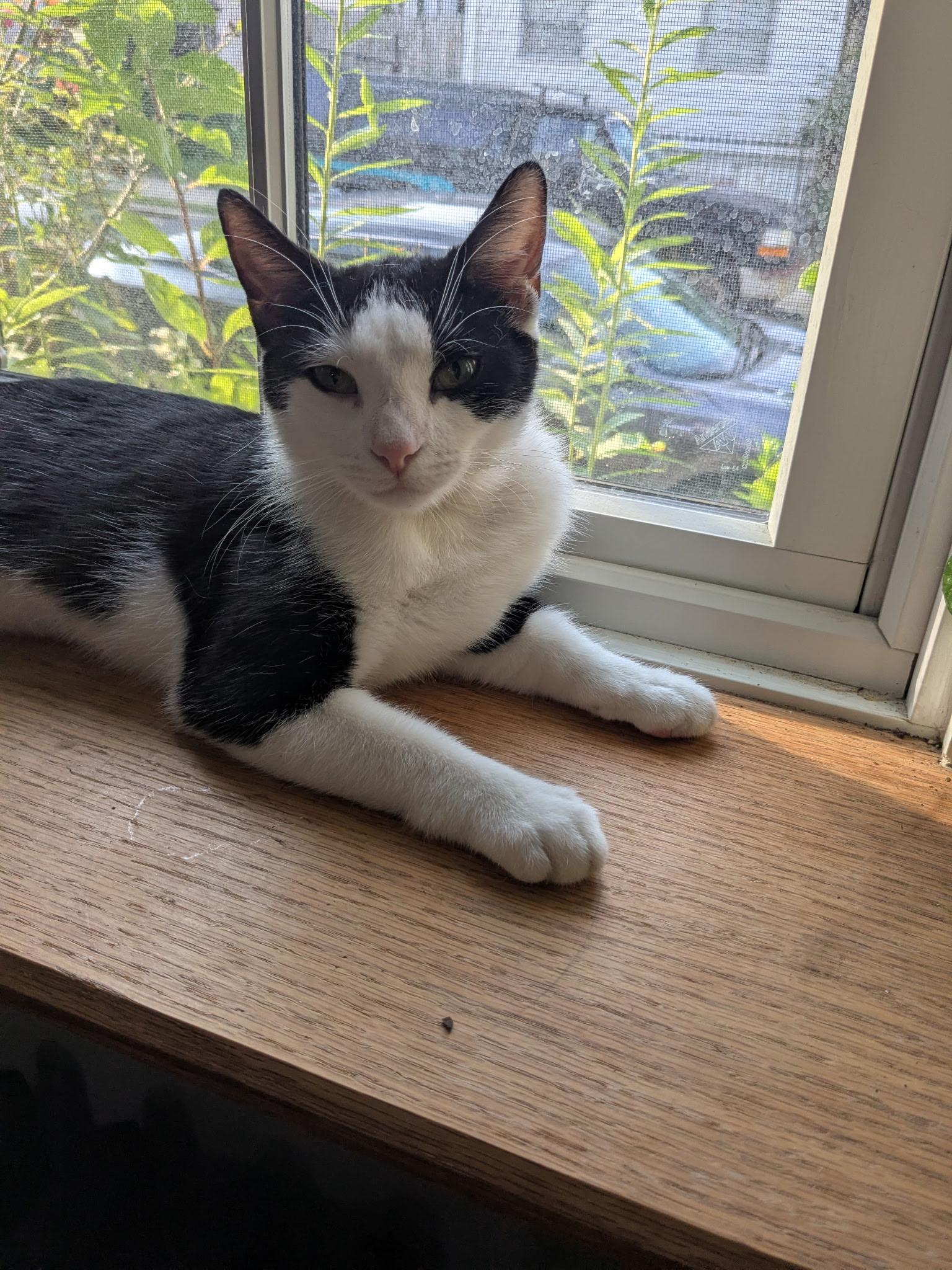 Enlarge Hattie, a Adoptable mixed breed in Philadelphia, PA image 5/6