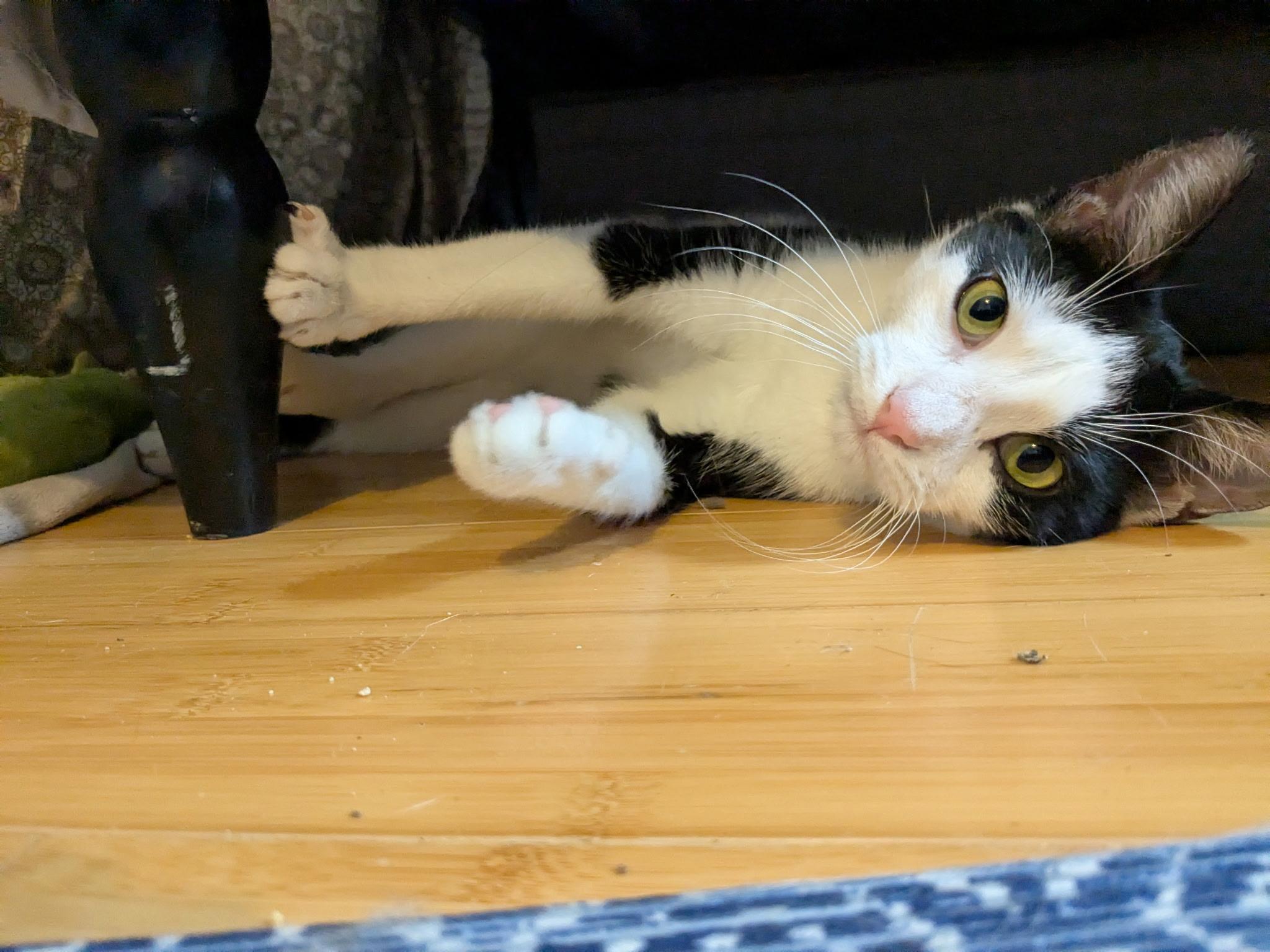 Enlarge Hattie, a Adoptable mixed breed in Philadelphia, PA image 6/6