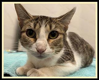 WILDLIFE, Adoptable, Young Female Domestic Short Hair.