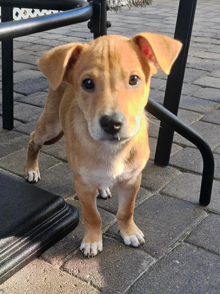 Brenda, Adoptable, Puppy Female Labrador Retriever.