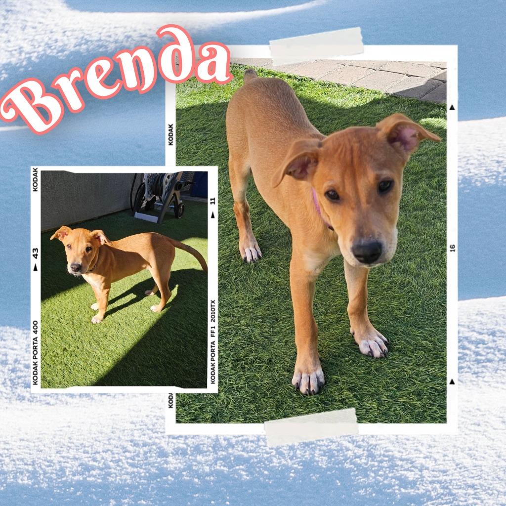 Enlarge Brenda, a Adoptable mixed breed in Mesa, AZ image 2/6