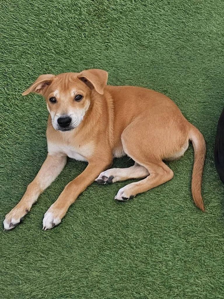 Enlarge Brenda, a Adoptable mixed breed in Mesa, AZ image 3/6