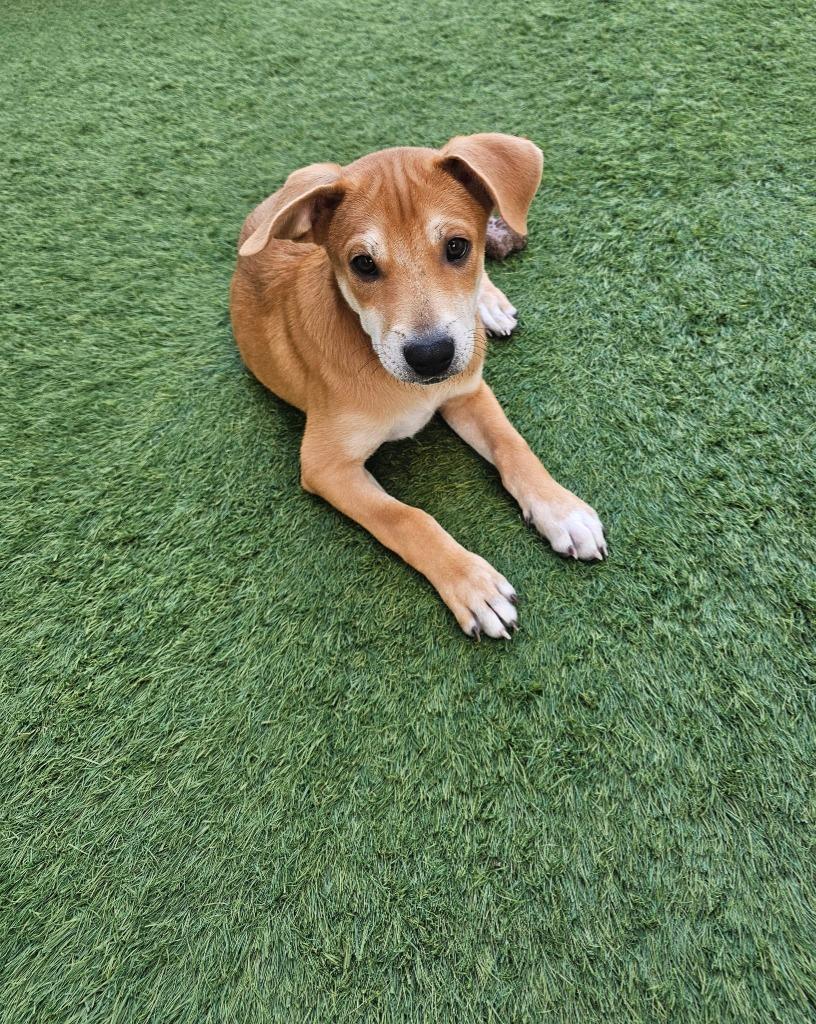 Enlarge Brenda, a Adoptable mixed breed in Mesa, AZ image 4/6