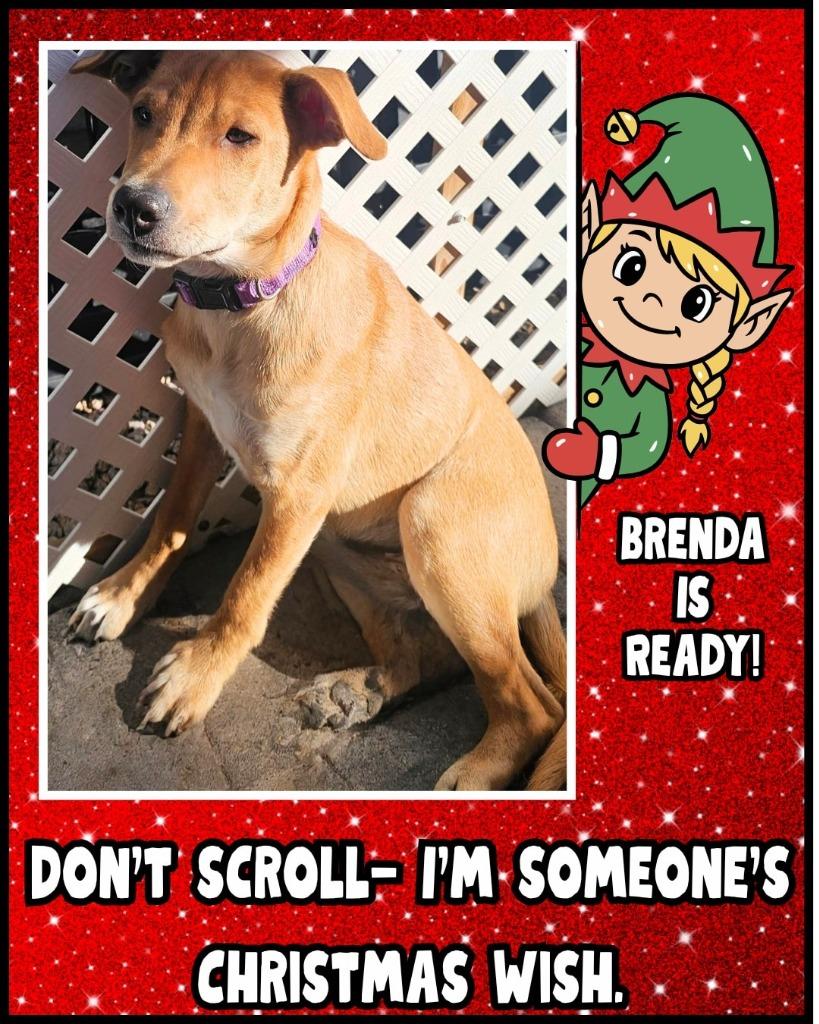 Enlarge Brenda, a Adoptable mixed breed in Mesa, AZ image 5/6
