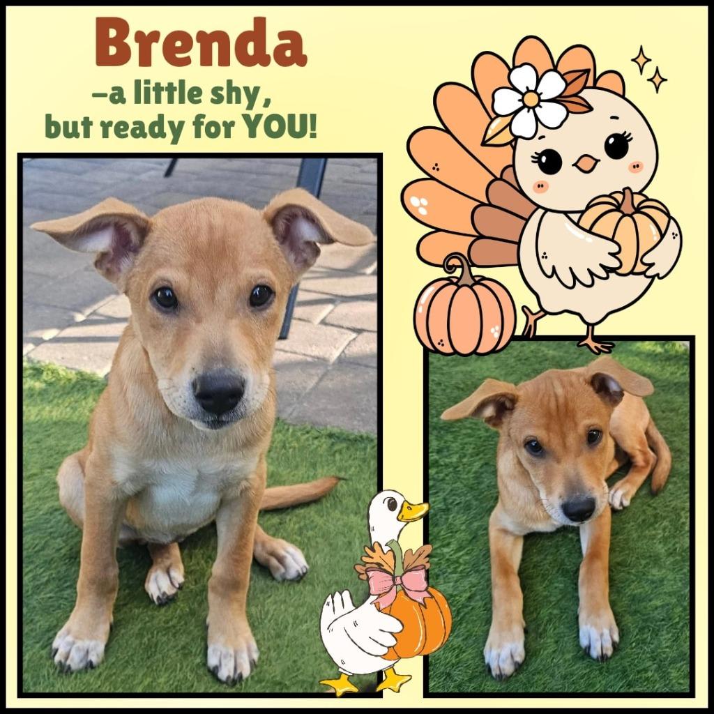 Enlarge Brenda, a Adoptable mixed breed in Mesa, AZ image 6/6