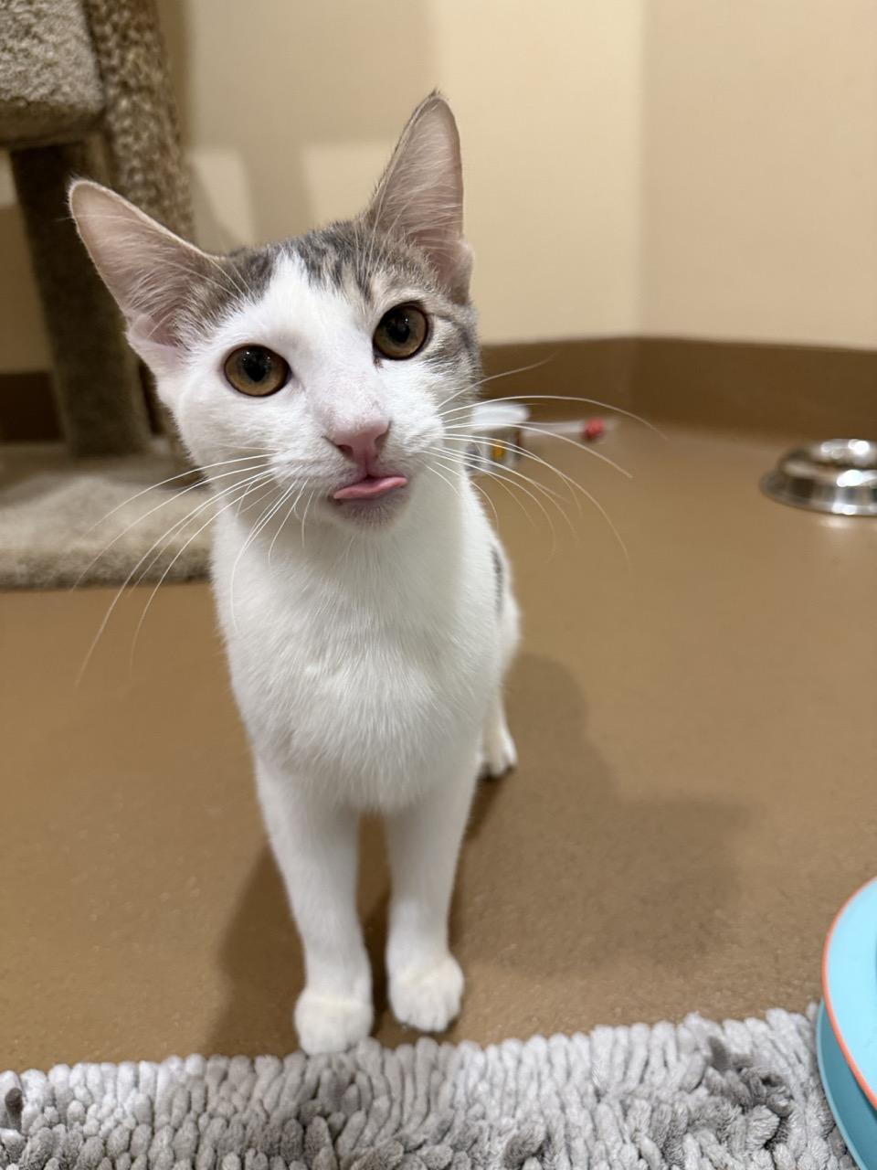 Enlarge Guitar, a ADOPTABLE mixed breed in Agoura Hills, CA image 2/5