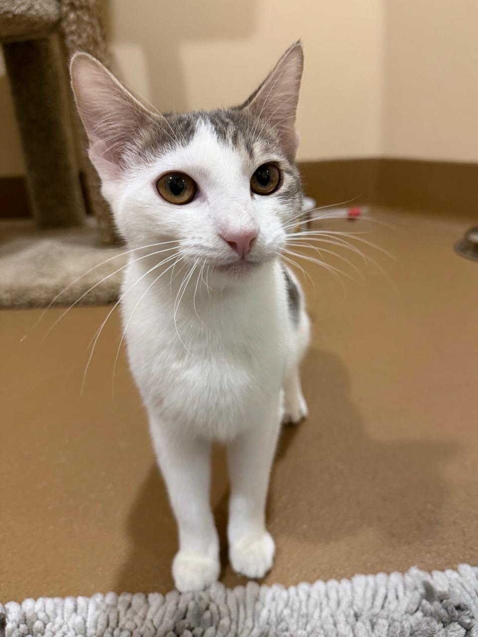 Enlarge Guitar, a ADOPTABLE mixed breed in Agoura Hills, CA image 5/5