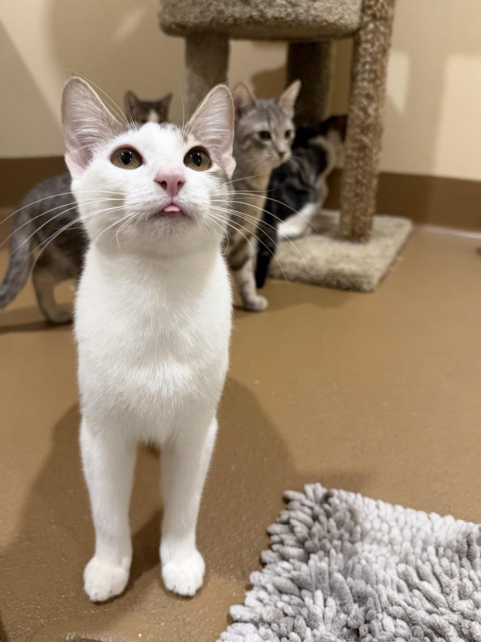 Enlarge Guitar, a ADOPTABLE mixed breed in Agoura Hills, CA image 1/5