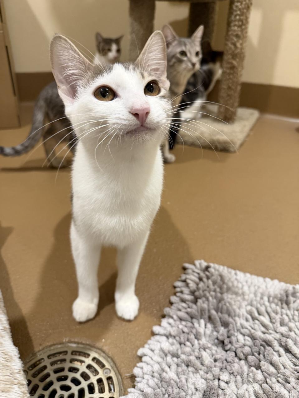 Enlarge Guitar, a ADOPTABLE mixed breed in Agoura Hills, CA image 4/5