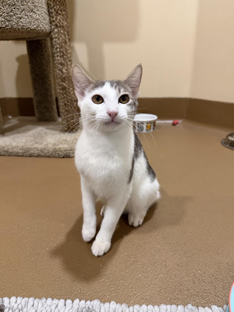 Enlarge Guitar, a ADOPTABLE mixed breed in Agoura Hills, CA image 3/5