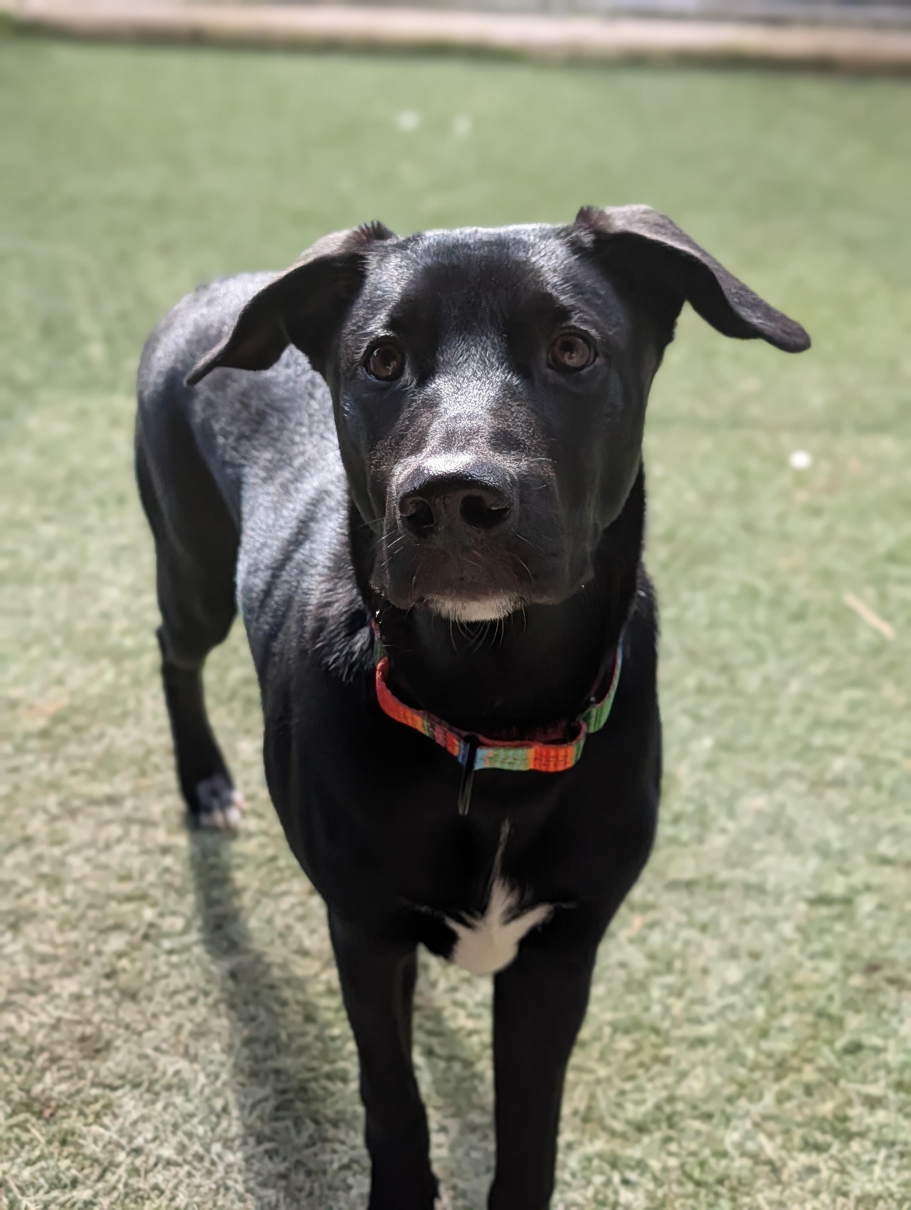 Enlarge Moses, a Adoptable mixed breed in Sudbury, MA image 4/4