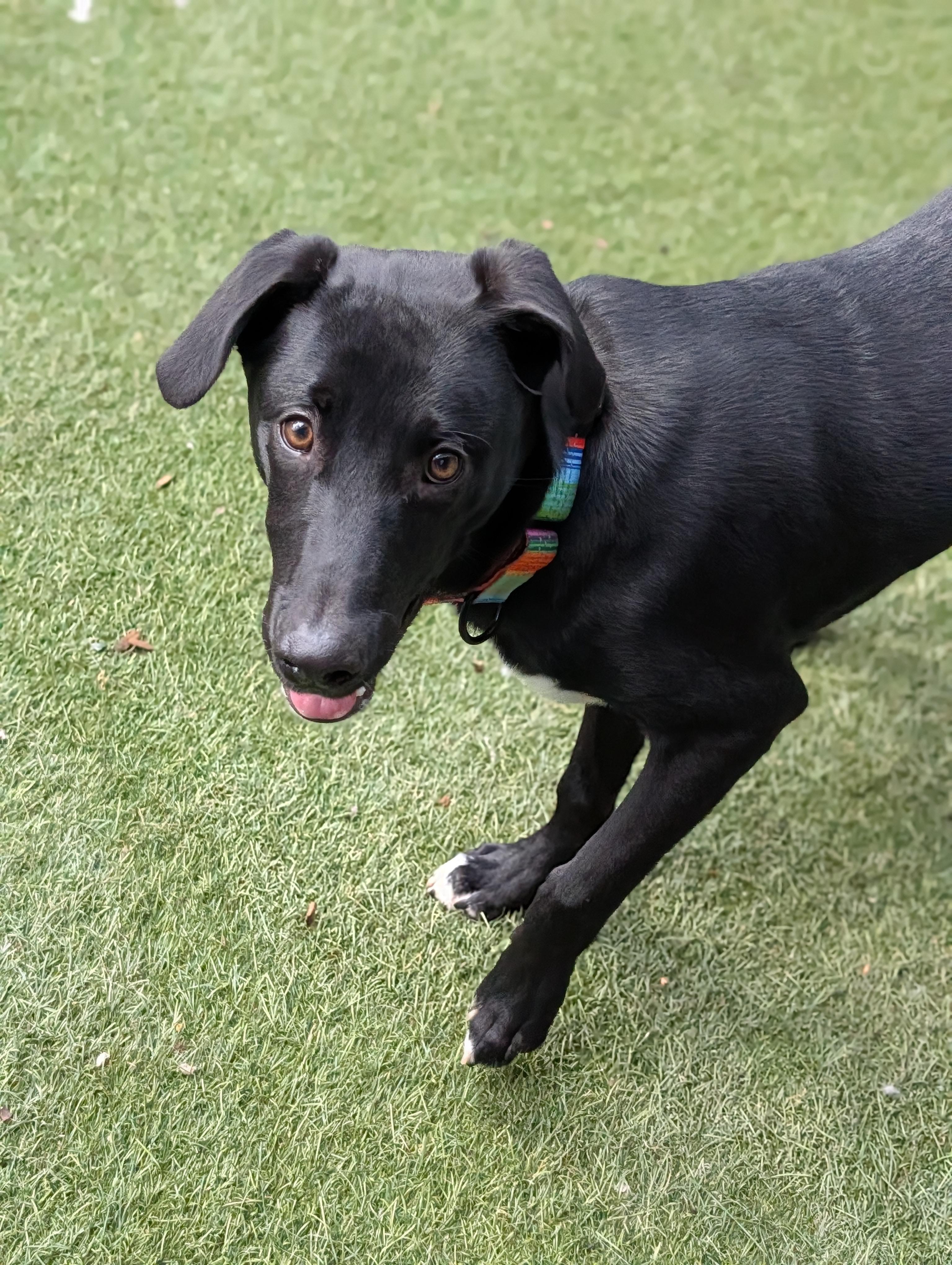 Enlarge Moses, a Adoptable mixed breed in Sudbury, MA image 3/4