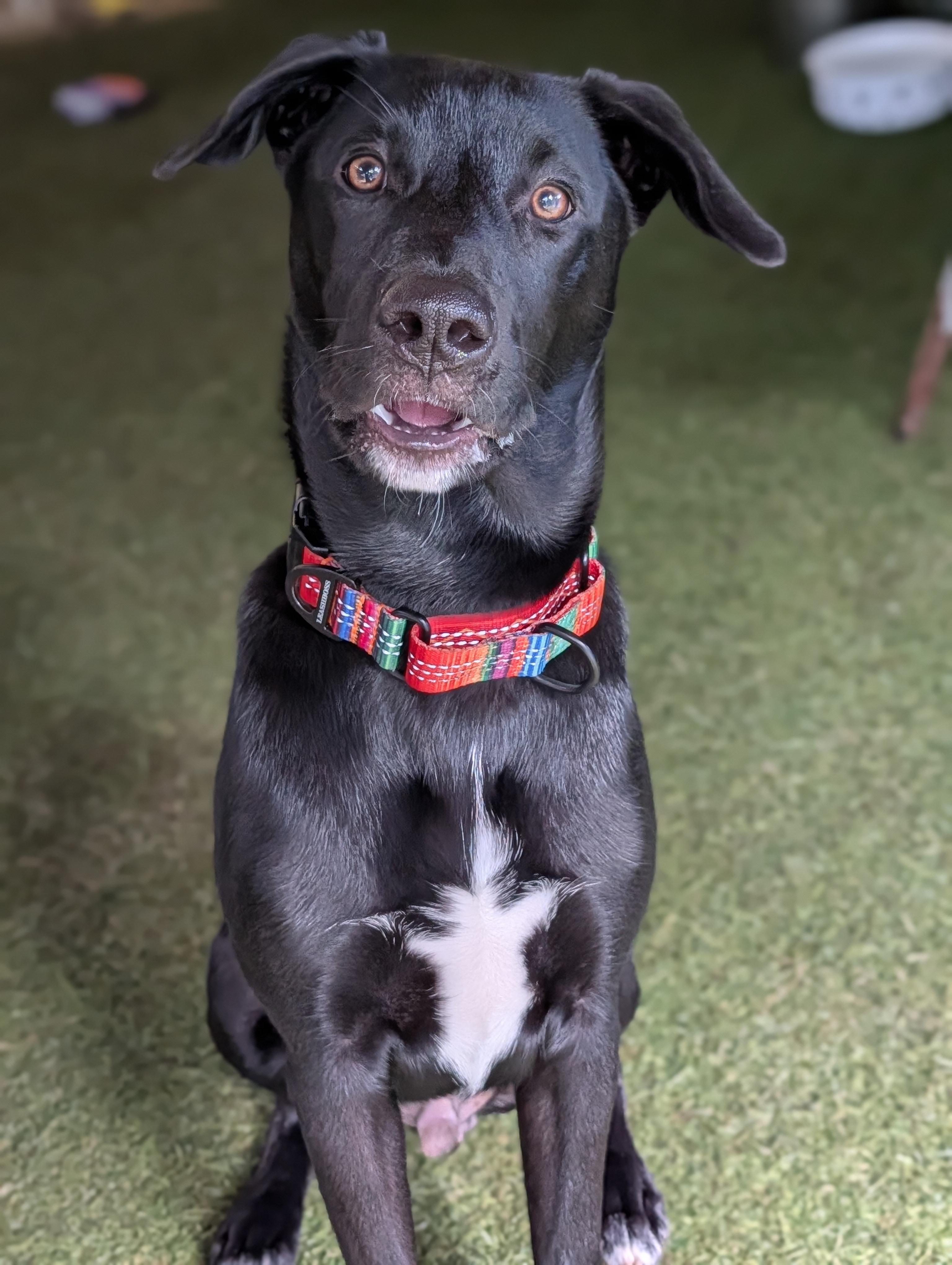 Moses, Adoptable, Young Male Black Labrador Retriever.