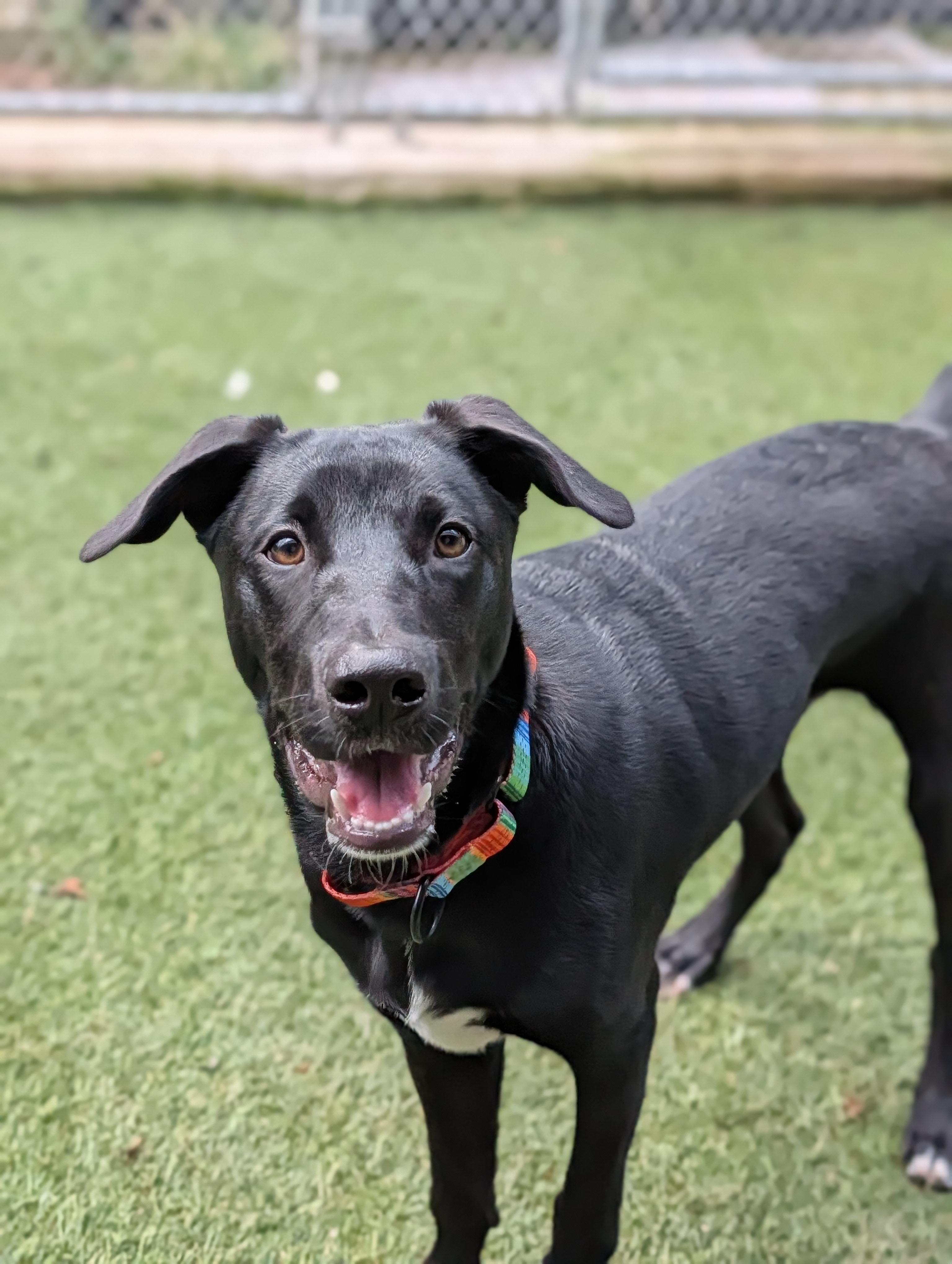 Enlarge Moses, a Adoptable mixed breed in Sudbury, MA image 2/4