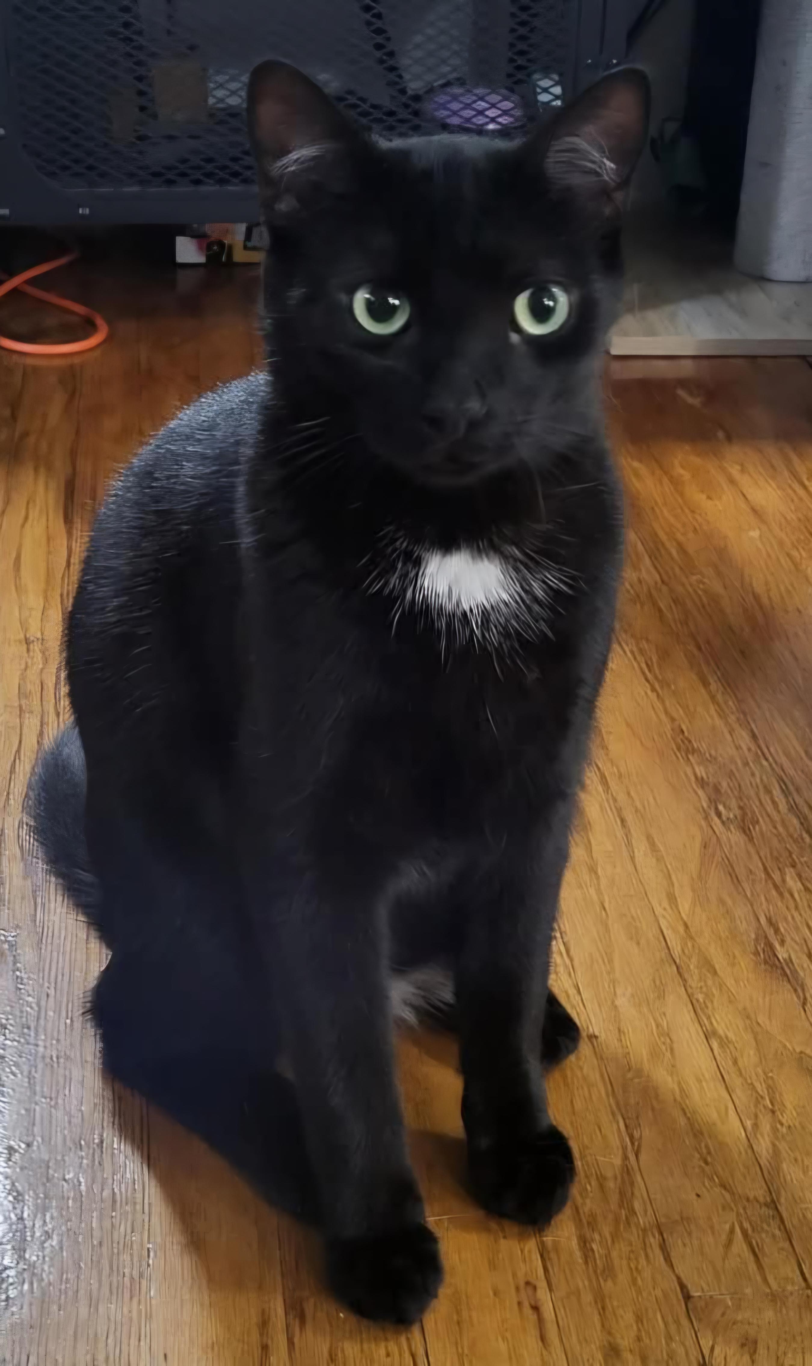 Havok, ADOPTABLE, Adult Female Domestic Short Hair.