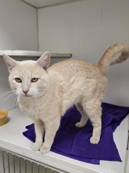 Enlarge Butters, a ADOPTABLE Domestic Short Hair in Woodstock, IL image 2/3