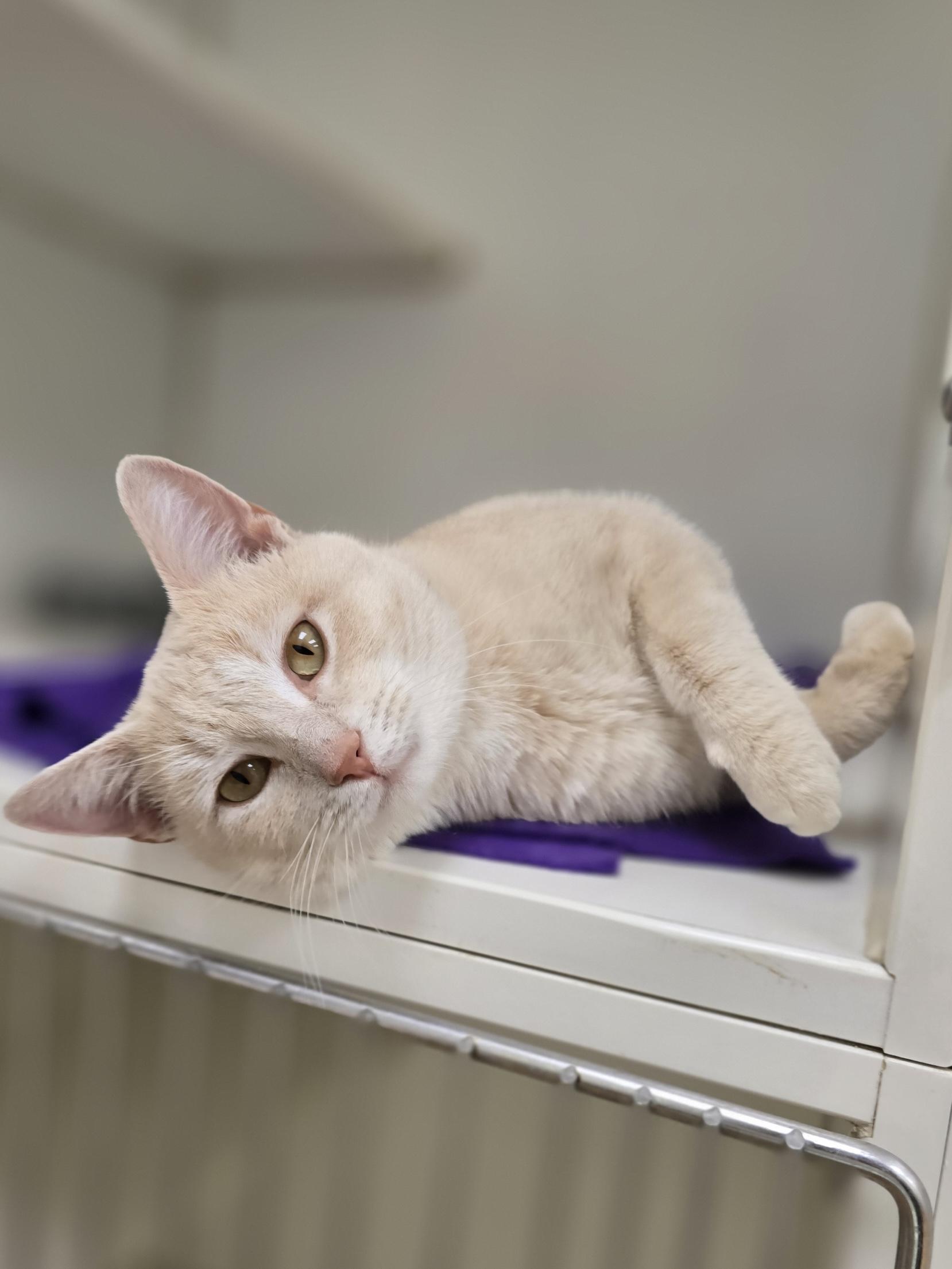 Enlarge Butters, a ADOPTABLE Domestic Short Hair in Woodstock, IL image 1/3