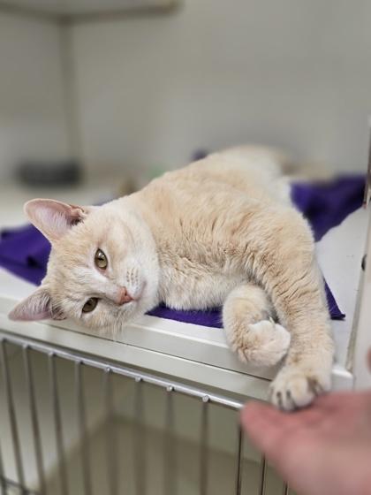 Enlarge Butters, a ADOPTABLE Domestic Short Hair in Woodstock, IL image 3/3