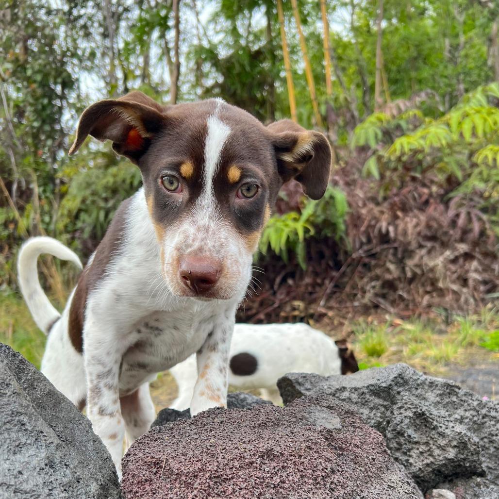 Prue, Adoptable, Puppy Female Mixed Breed.