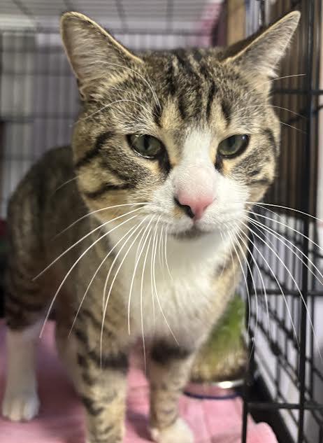 Enlarge Jerry, a ADOPTABLE Tiger in Marblehead, MA image 2/2