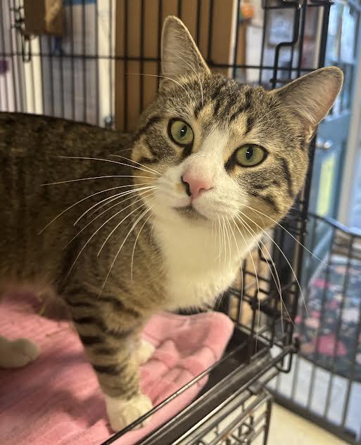 Enlarge Jerry, a ADOPTABLE Tiger in Marblehead, MA image 1/2