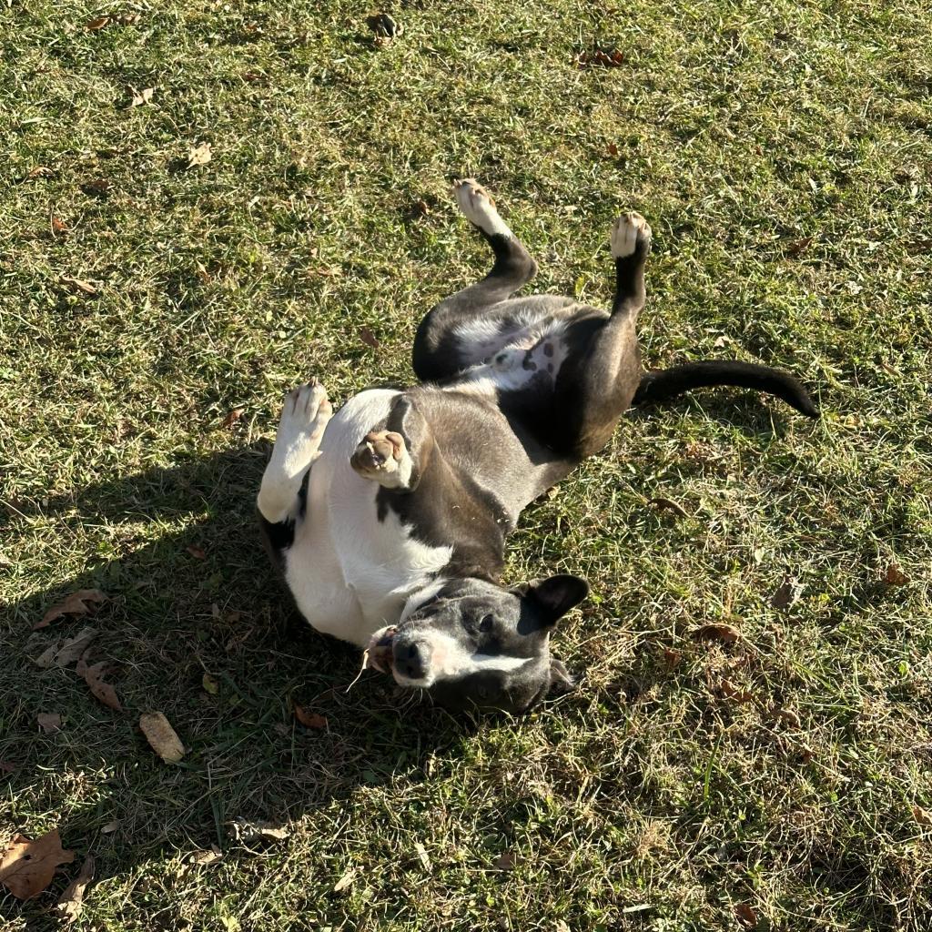 Clyde, Adoptable, Adult Male American Staffordshire Terrier.