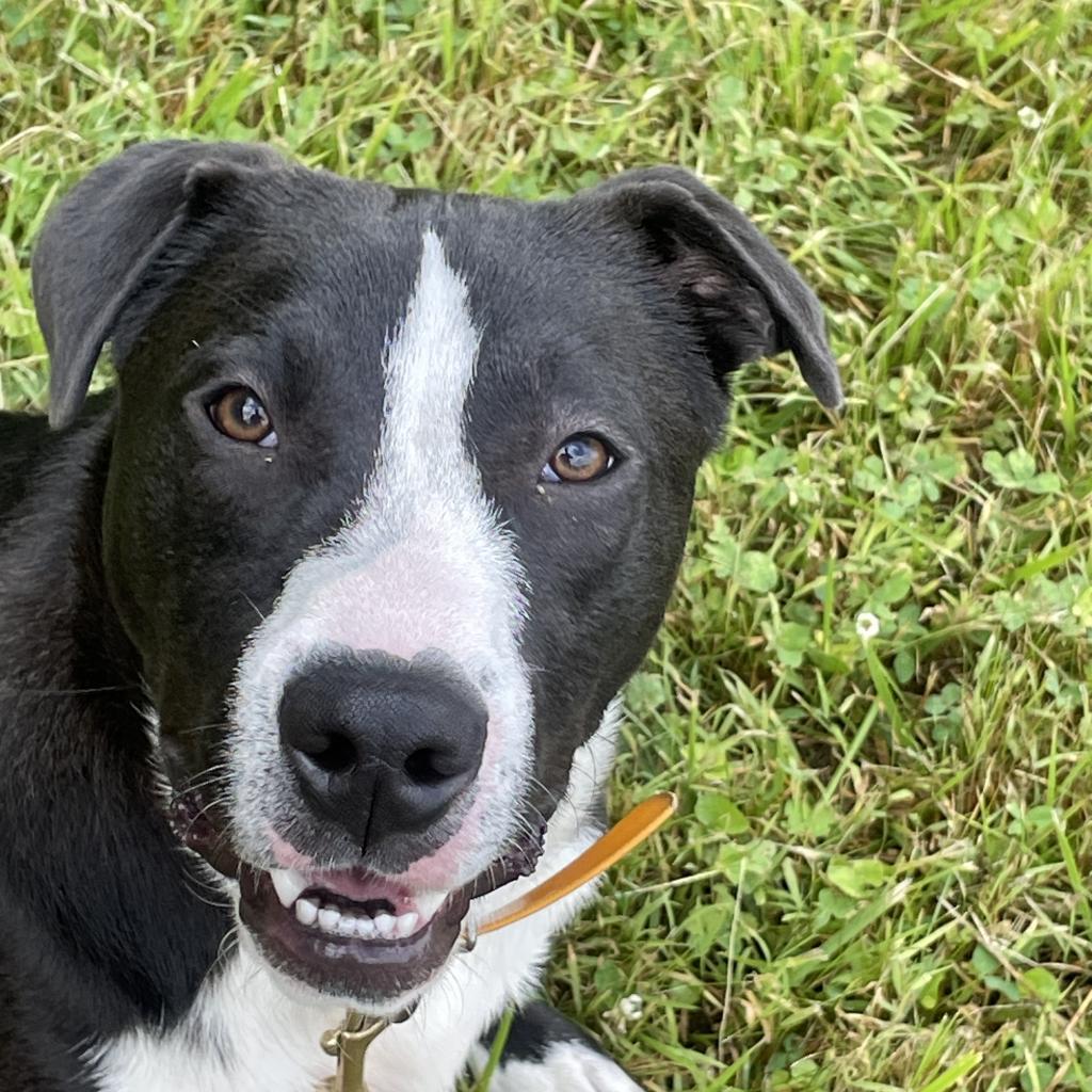 Enlarge Clyde, a Adoptable American Staffordshire Terrier in Greenfield, IN image 2/6