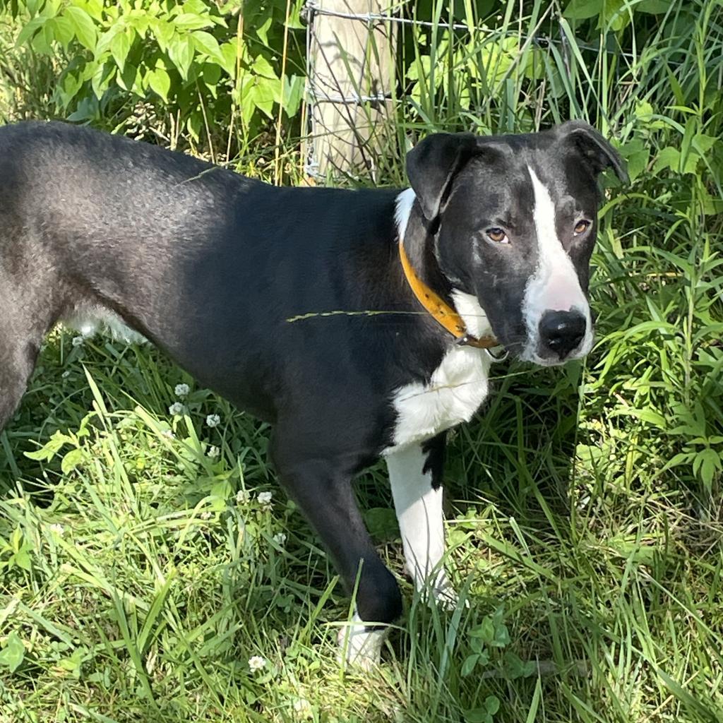 Enlarge Clyde, a Adoptable American Staffordshire Terrier in Greenfield, IN image 3/6