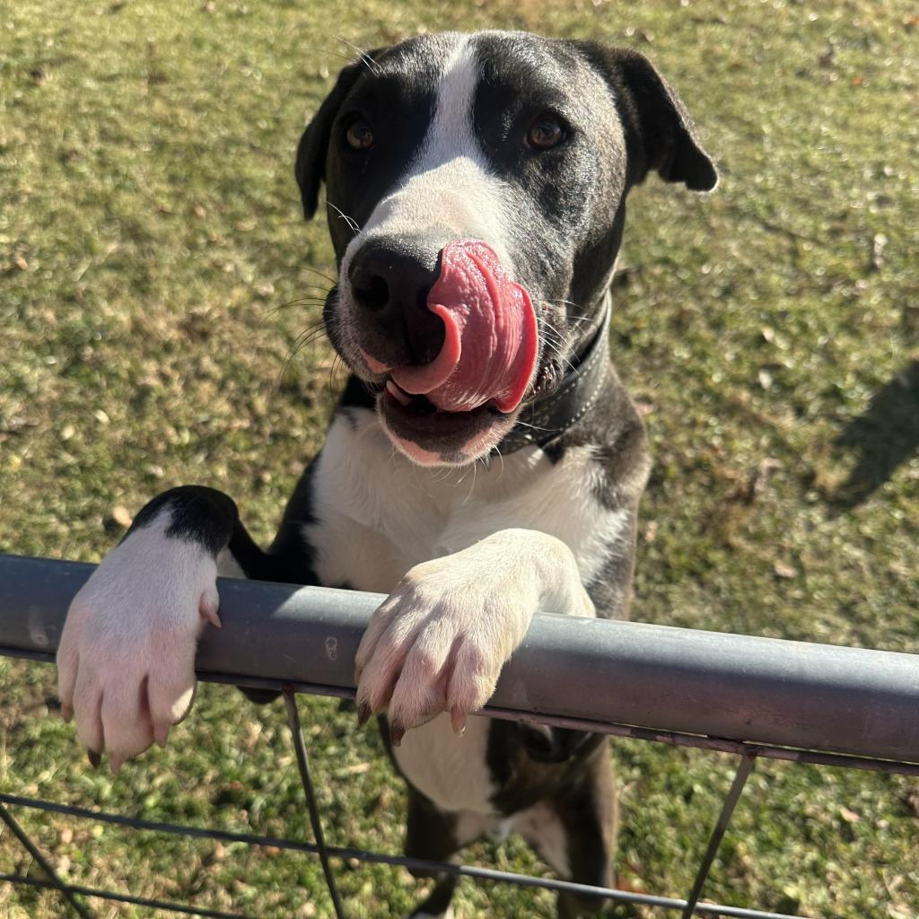 Enlarge Clyde, a Adoptable American Staffordshire Terrier in Greenfield, IN image 4/6