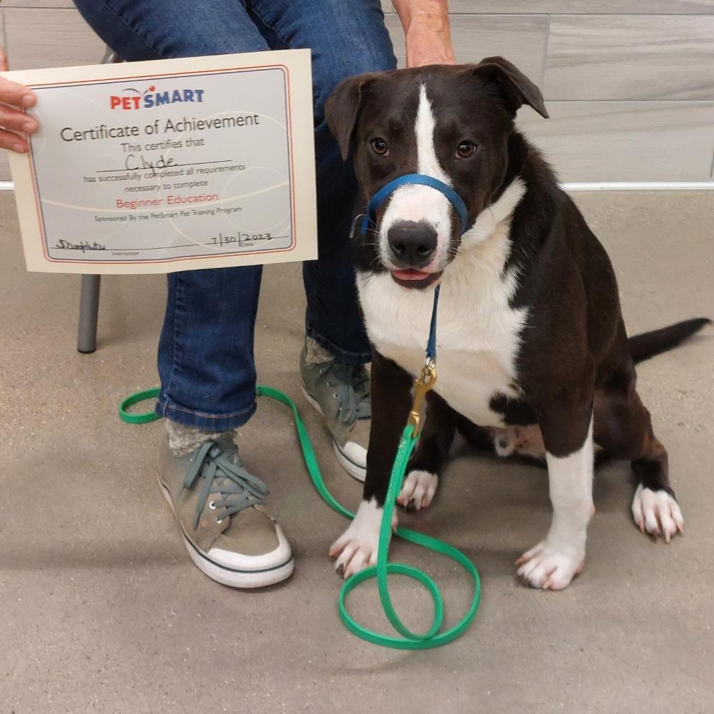 Enlarge Clyde, a Adoptable American Staffordshire Terrier in Greenfield, IN image 6/6