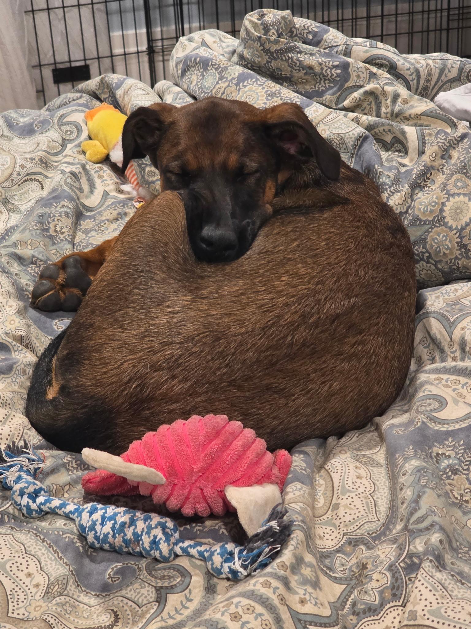 Enlarge Debbie Gibson, a Adoptable mixed breed in Woodland, CA image 5/6