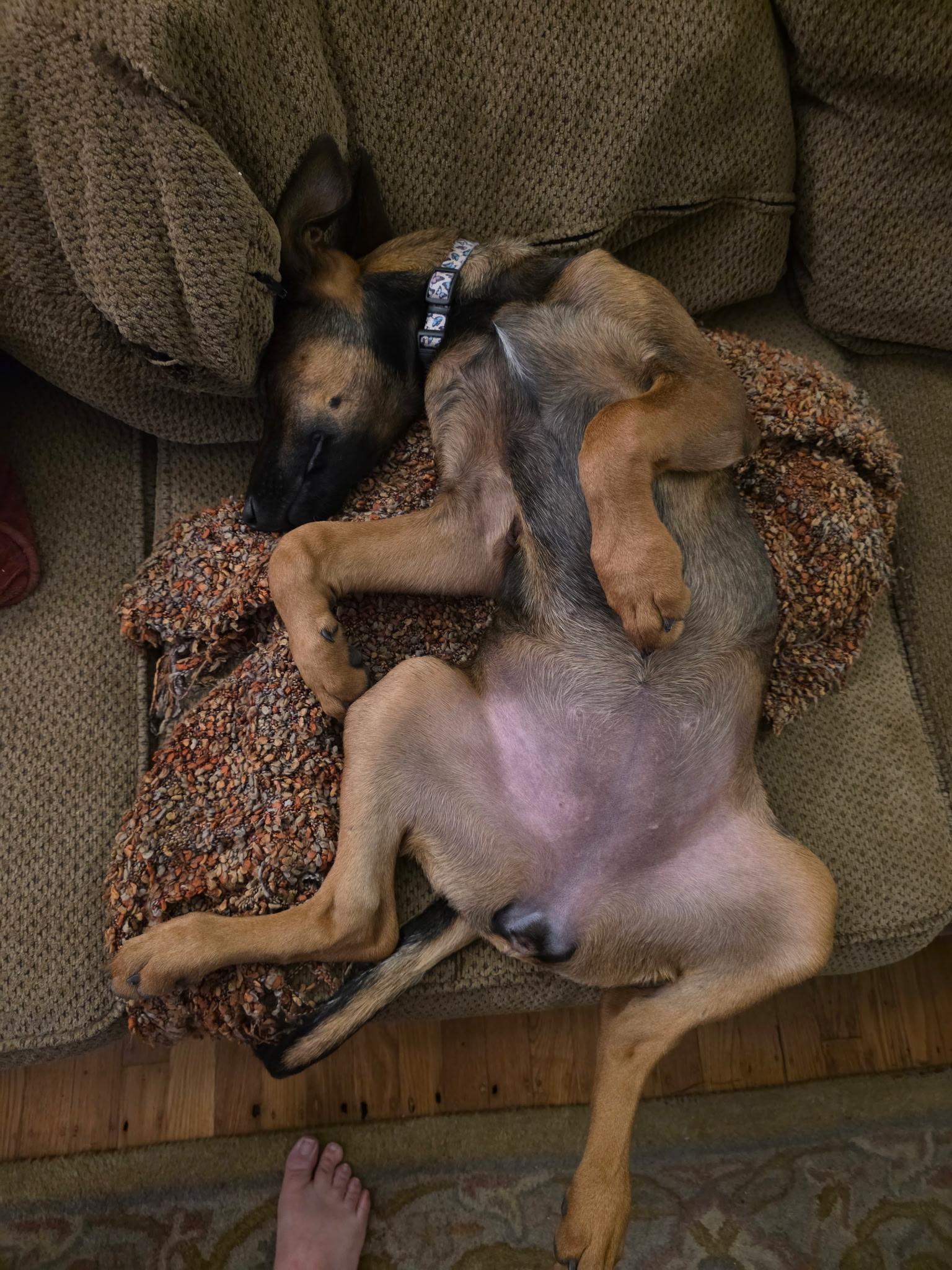Enlarge Debbie Gibson, a Adoptable mixed breed in Woodland, CA image 6/6