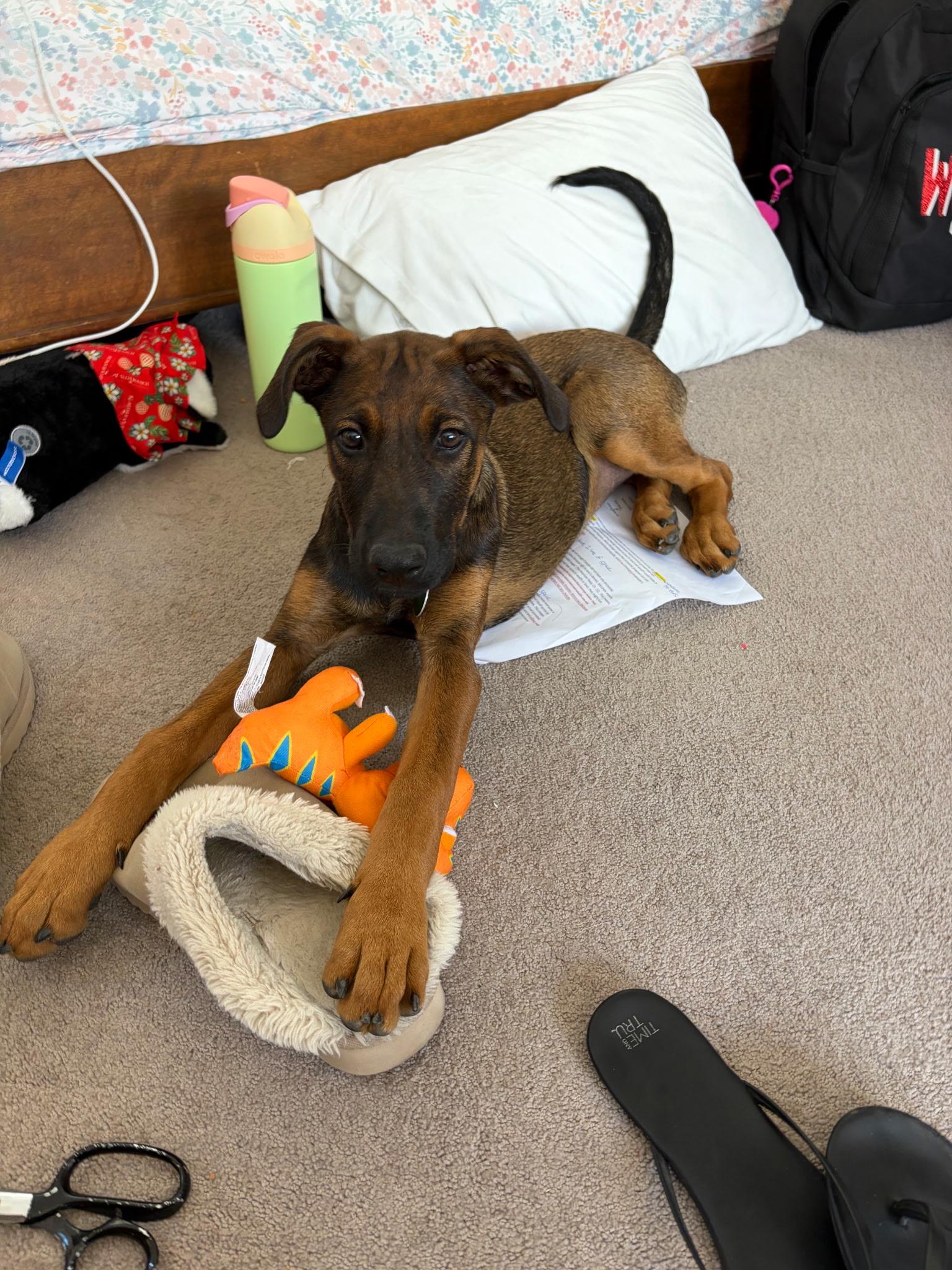 Enlarge Debbie Gibson, a Adoptable mixed breed in Woodland, CA image 3/6